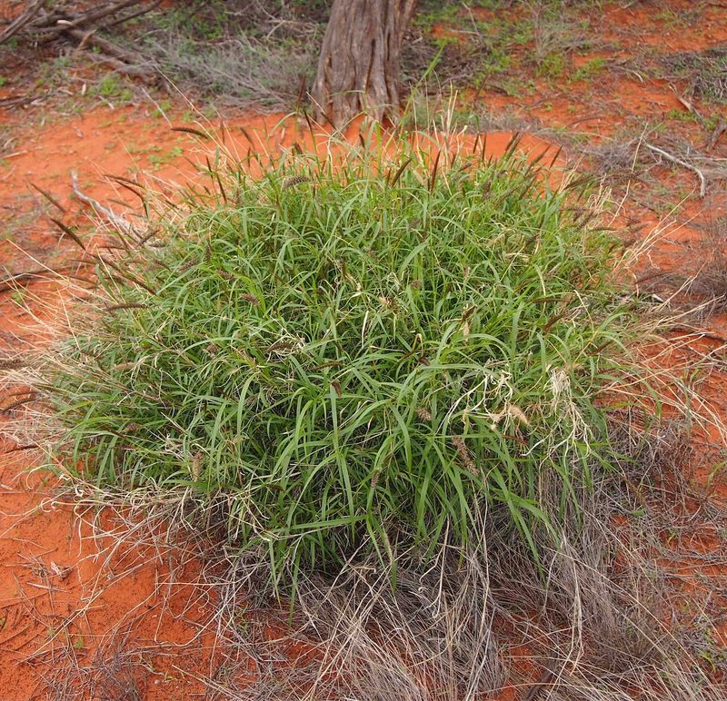 Beffelgrass Protect Native Species · Buffel Grass 101